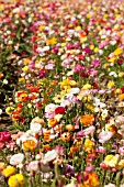 RANUNCULUS ASIATICUS, PERSIAN BUTTERCUP, TECOLATE CULTIVAR