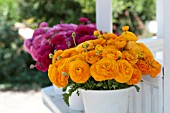 RANUNCULUS ASIATICUS, PERSIAN BUTTERCUP