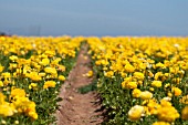 RANUNCULUS ASIATICUS, PERSIAN BUTTERCUP, FARM FIELD IN SPRING