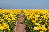 RANUNCULUS ASIATICUS, PERSIAN BUTTERCUP, FARM FIELD IN SPRING