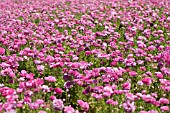 RANUNCULUS ASIATICUS, PERSIAN BUTTERCUP, TECOLATE CULTIVAR