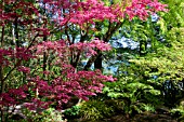 ACER PALMATUM SHINDESHOJO IN SPRING IN WOODLAND GARDEN