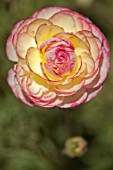 RANUNCULUS ASIATICUS MERLOT