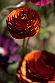 RANUNCULUS ASIATICUS CAFE