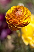 RANUNCULUS ASIATICUS FLAMENCO