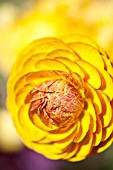 RANUNCULUS ASIATICUS FLAMENCO