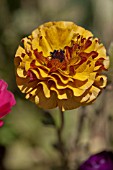 RANUNCULUS ASIATICUS CAFE