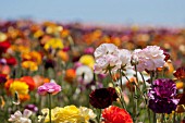 RANUNCULUS ASIATICUS, PERSIAN BUTTERCUP, TECOLATE CULTIVAR