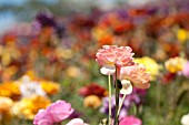 RANUNCULUS ASIATICUS, PERSIAN BUTTERCUP, TECOLATE CULTIVAR