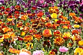 RANUNCULUS ASIATICUS, PERSIAN BUTTERCUP, TECOLATE CULTIVAR