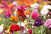 RANUNCULUS ASIATICUS, PERSIAN BUTTERCUP, TECOLATE CULTIVAR