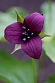 TRILLIUM ERECTUM