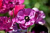 RANUNCULUS ASIATICUS MERLOT