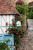 RED ROSES CLIMBING OVER BLUE HALF TIMBERED MEDIEVAL COTTAGE
