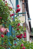 RED ROSES CLIMBING OVER BLUE HALF TIMBERED COTTAGE