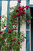 RED ROSES CLIMBING OVER BLUE HALF TIMBERED COTTAGE