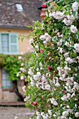 WHITE CLIMBING ROSES OVER COTTAGE