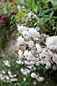 WHITE CLIMBING ROSES OVER COTTAGE