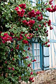 RED CLIMBING ROSES OVER WINDOW WITH SHUTTERS ON MEDIEVAL HALF TIMBERED COTTAGE