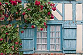 RED CLIMBING ROSES OVER WINDOW WITH SHUTTERS ON MEDIEVAL HALF TIMBERED COTTAGE