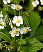 FRAGARIA VESCA ALEXANDRIA, WOODLAND STRAWBERRY