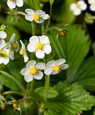 FRAGARIA_VESCA_ALEXANDRIA_WOODLAND_STRAWBERRY