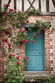 RED CLIMBING ROSES OVER BRICK AND HALF TIMBERED MEDIEVAL BUILDING