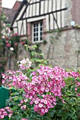 ROSA BALLERINA IN FRONT OF MEDIEVAL COTTAGE