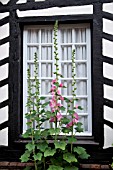 ALCEA ROSEA IN FRONT OF WINDOW