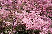 CORNUS FLORIDA RUBRA