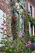 CLIMBING ROSES ALCEA ROSEA IN FRONT OF MEDIEVAL COTTAGES