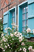 CLIMBING ROSES ON MEDIEVAL HALF TIMBERED COTTAGE