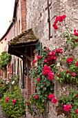 RED CLIMBING ROSES OVER BRICK AND HALF TIMBERED MEDIEVAL BUILDING