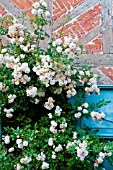 CLIMBING ROSES ON MEDIEVAL HALF TIMBERED COTTAGE