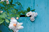 CLIMBING ROSES ON MEDIEVAL HALF TIMBERED COTTAGE