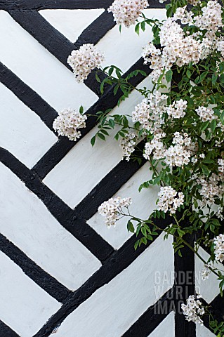 WHITE_HYBRID_MUSK_ROSE_AGAINST_BLACK_AND_WHITE_HALF_TIMBERED_WALL