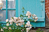 CLIMBING ROSES ON MEDIEVAL HALF TIMBERED COTTAGE