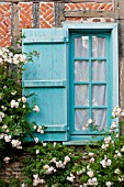 CLIMBING ROSES ON MEDIEVAL HALF TIMBERED COTTAGE