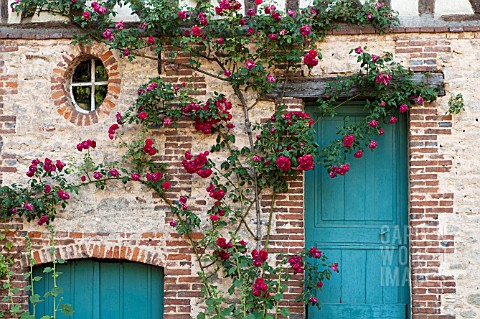 RED_CLIMBING_ROSES_OVER_BRICK_AND_HALF_TIMBERED_MEDIEVAL_BUILDING