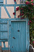 CLIMBING ROSES OVER BLUE DOOR IN MEDIEVAL HALF TIMBERED COTTAGE