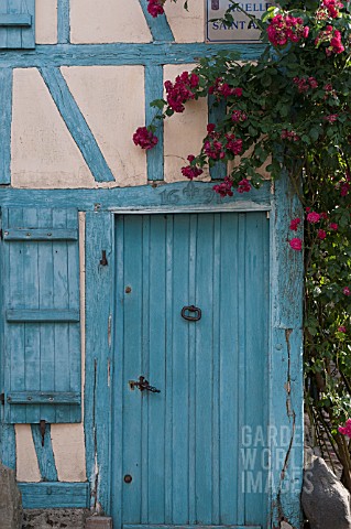 CLIMBING_ROSES_OVER_BLUE_DOOR_IN_MEDIEVAL_HALF_TIMBERED_COTTAGE