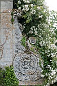 CLIMBING ROSES ON ORNAMENTAL STONE WALL