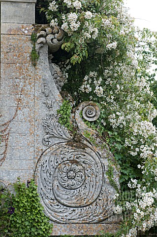 CLIMBING_ROSES_ON_ORNAMENTAL_STONE_WALL