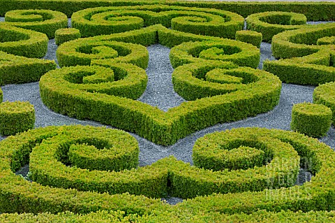 BUXUS_SEMPERVIRENS_IN_FORMAL_PARTERRE_GARDEN_AT_CHATEAU_DE_BRECY