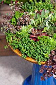 SUCCULENTS IN BLUE BIRDBATH PLANTER