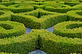 BUXUS SEMPERVIRENS IN PARTERRE GARDEN