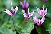 CYCLAMEN REPANDUM IN SPRING