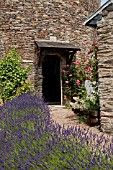 LAVANDULA LINED PATHWAY TO STONE COTTAGE WITH ROSES IN SUMMER