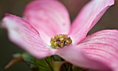 CORNUS FLORIDA RUBRA