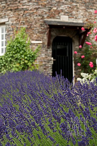 LAVANDULA_LINED_PATHWAY_TO_STONE_COTTAGE_WITH_ROSES_IN_SUMMER